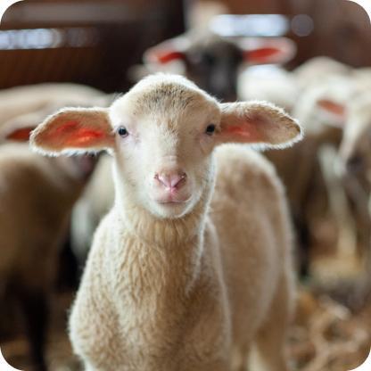 Küçükbaş Yemleri