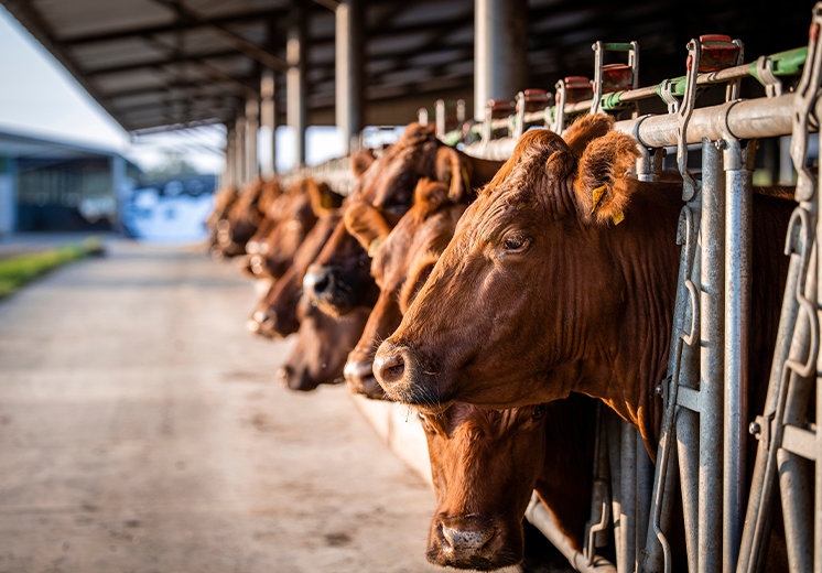 Sineklerle Mücadelede Doğal Çözümler